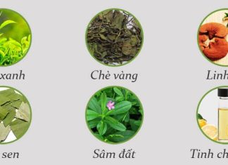 thanh phan tra giam can vy tea